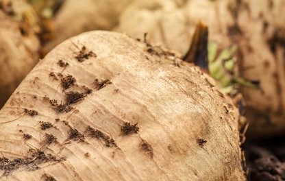 корнеплод сахарной свеклы
